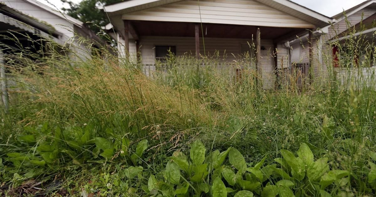 Tall grass and weeds grown up in front of a house's porch